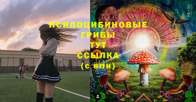 Псилоцибиновые грибы Cubensis  Шадринск 